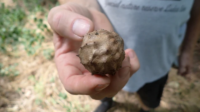 Andricus hungaricus - magyar gubacsdarázs