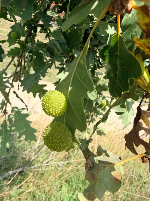 Cynips quercusfolii - golyógubacsdarázs