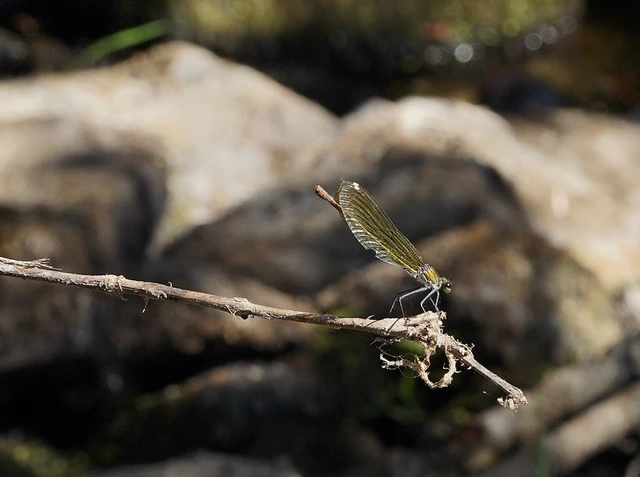 Calopteryx splendens - sávos szitakötő Calopteryx splendens - sávos szitakötő