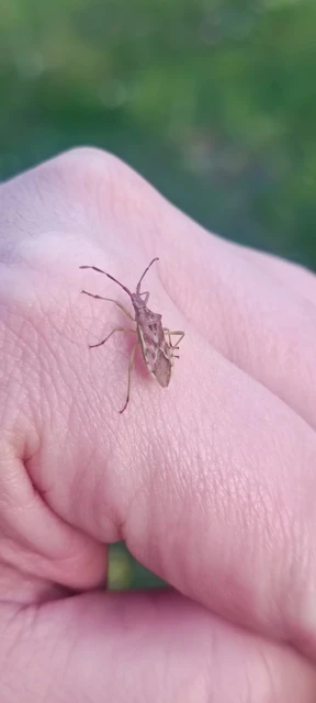 Gonocerus juniperi - boróka-karimáspoloska
