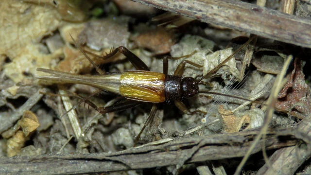 Orthoptera - Egyenesszárnyúak Orthoptera - Egyenesszárnyúak
