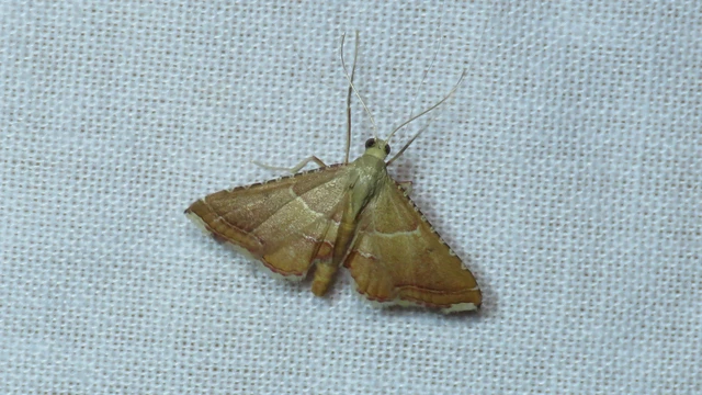 Microlepidoptera - Molylepkék Microlepidoptera - Molylepkék