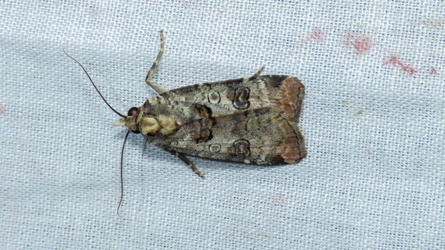 Epilecta linogrisea - karcsú sárgafűbagoly Epilecta linogrisea - karcsú sárgafűbagoly
