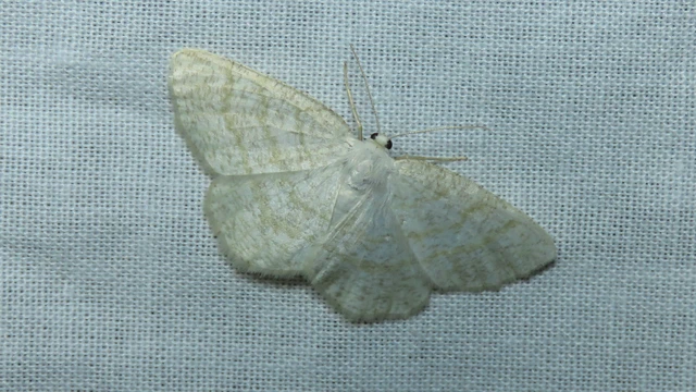 Cabera exanthemata - pettyes égeraraszoló Cabera exanthemata - pettyes égeraraszoló