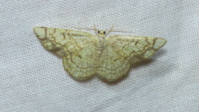 Stegania dilectaria - fehérnyár-araszoló