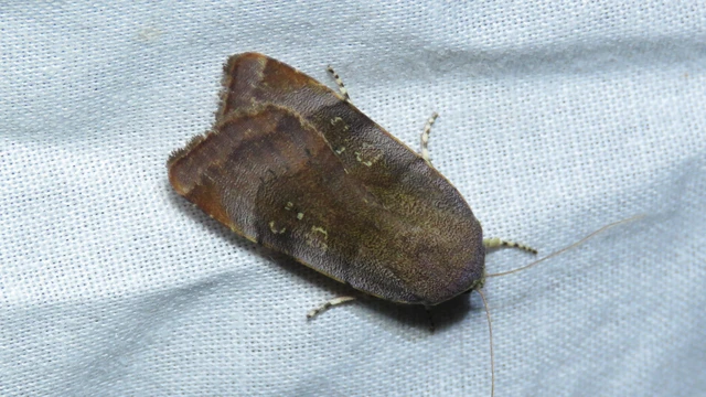 Noctua janthe/janthina