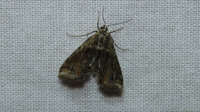 Microlepidoptera - Molylepkék