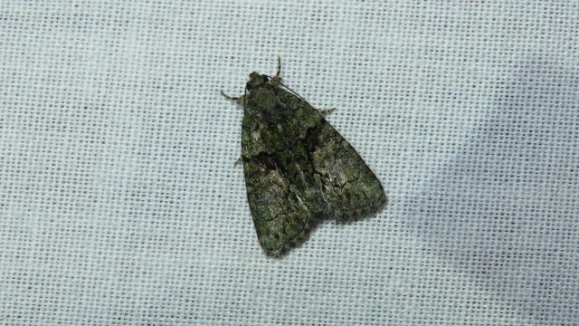 Macrolepidoptera - Nagylepkék