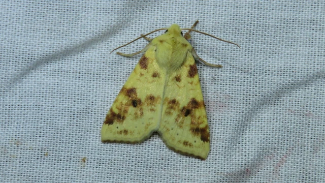 Macrolepidoptera - Nagylepkék