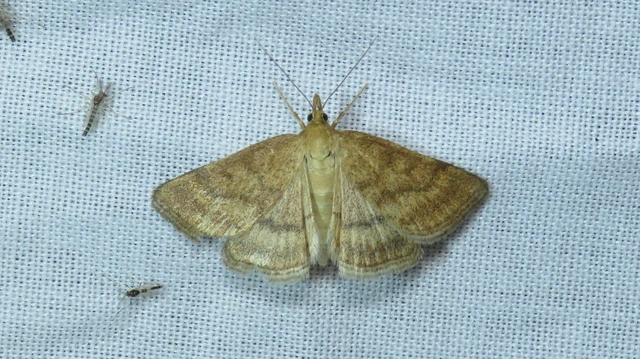 Microlepidoptera - Molylepkék