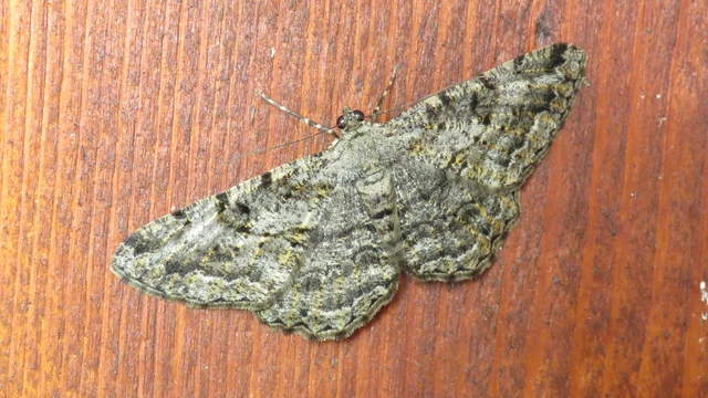 Macrolepidoptera - Nagylepkék