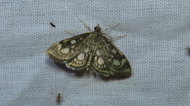 Microlepidoptera - Molylepkék