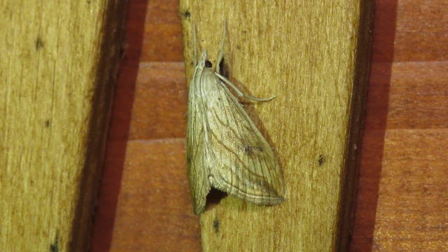 Microlepidoptera - Molylepkék