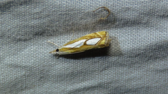 Microlepidoptera - Molylepkék