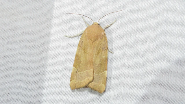 Macrolepidoptera - Nagylepkék
