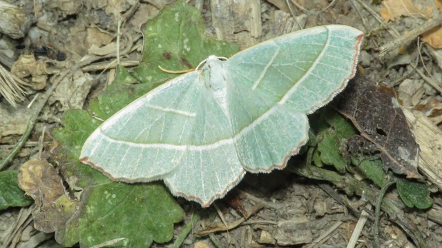 Macrolepidoptera - Nagylepkék