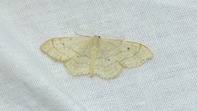 Macrolepidoptera - Nagylepkék