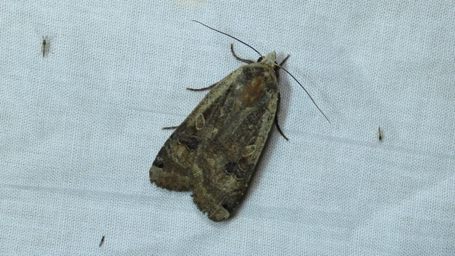 Macrolepidoptera - Nagylepkék