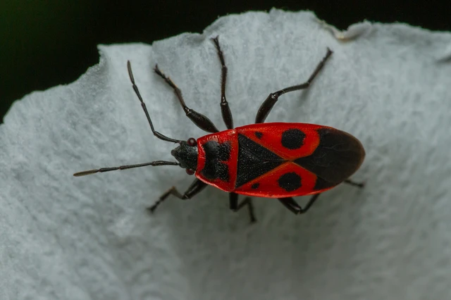 Pyrrhocoris apterus - verőköltő poloska