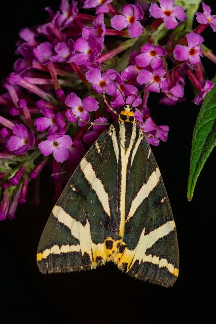 Euplagia quadripunctaria - csíkos medvelepke Euplagia quadripunctaria - csíkos medvelepke