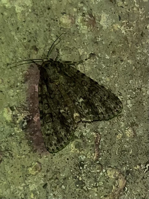 Acronicta rumicis - sóska-szigonyosbagoly Acronicta rumicis - sóska-szigonyosbagoly