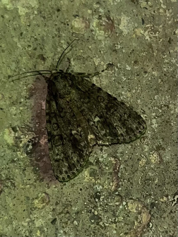 Acronicta rumicis - sóska-szigonyosbagoly Acronicta rumicis - sóska-szigonyosbagoly