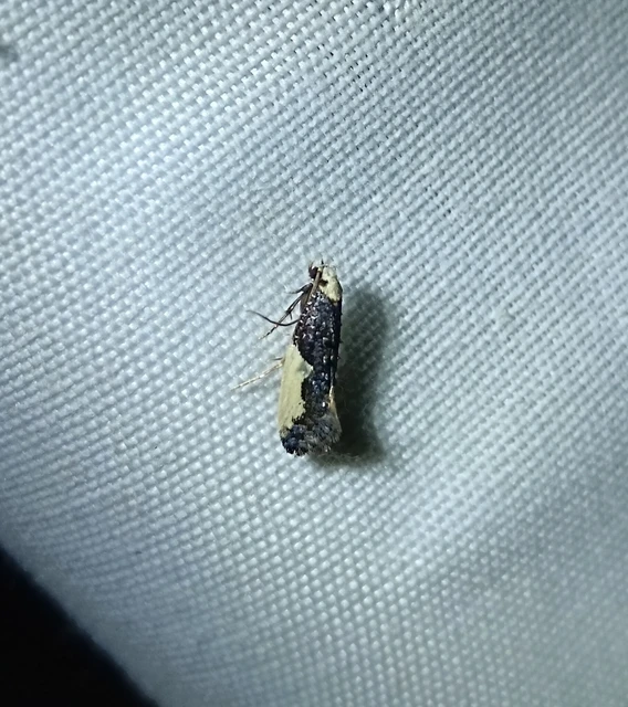 Monopis monachella - apácamoly Monopis monachella - apácamoly