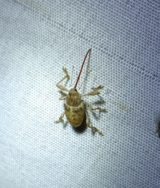 Curculio elephas - gesztenyezsuzsóka Curculio elephas - gesztenyezsuzsóka