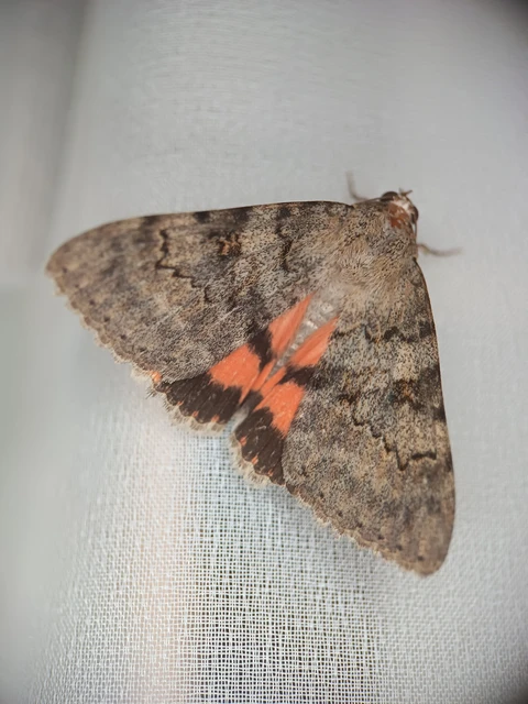 Catocala puerpera - nyárfa-övesbagoly Catocala puerpera - nyárfa-övesbagoly