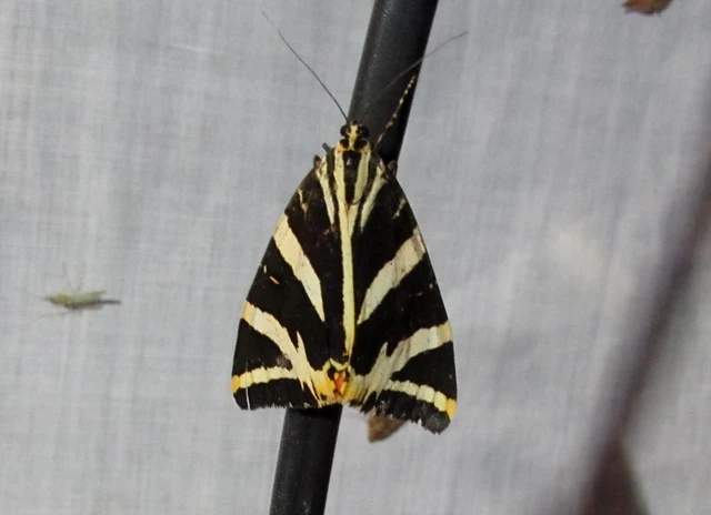 Euplagia quadripunctaria - csíkos medvelepke Euplagia quadripunctaria - csíkos medvelepke