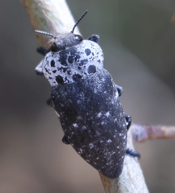 Capnodis tenebrionis - kökény-tükrösdíszbogár Capnodis tenebrionis - kökény-tükrösdíszbogár