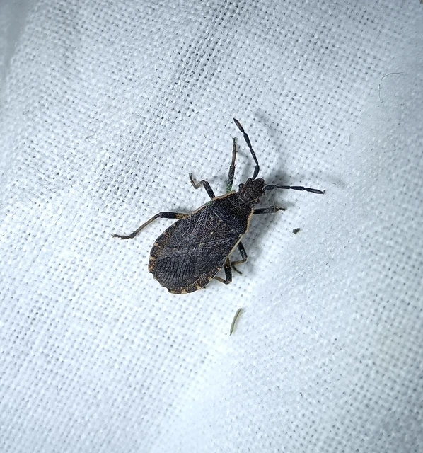Nemocoris fallenii