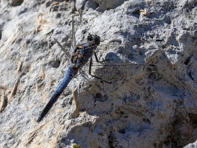 Orthetrum cancellatum - feketefarkú pásztorszitakötő