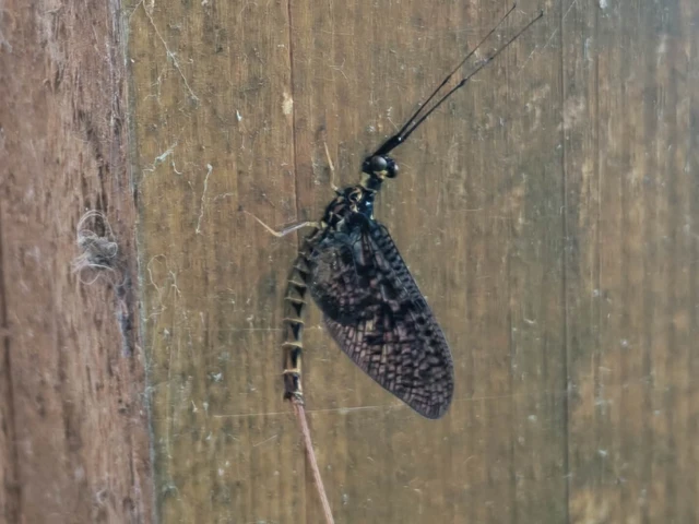 Ephemera vulgata - közönséges tarkakérész