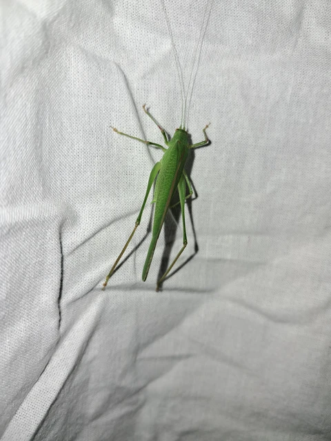 Phaneroptera nana - pontozott repülőszöcske