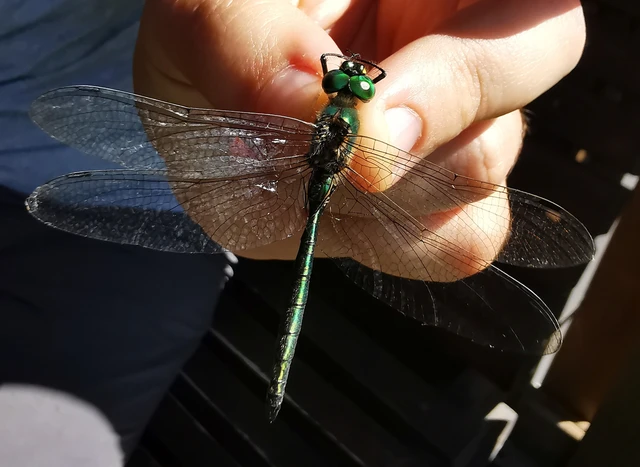 Somatochlora metallica - északi smaragdszitakötő Somatochlora metallica - északi smaragdszitakötő