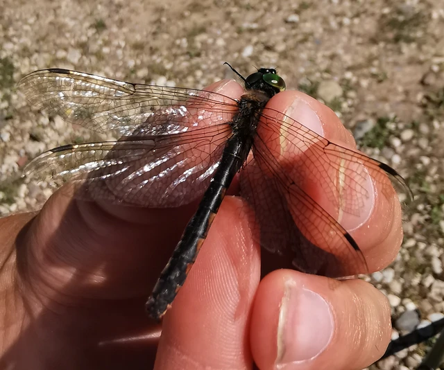 Somatochlora flavomaculata - sárgafoltos smaragdszitakötő Somatochlora flavomaculata - sárgafoltos smaragdszitakötő