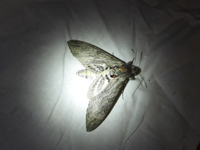 Agrius convolvuli - szulákszender