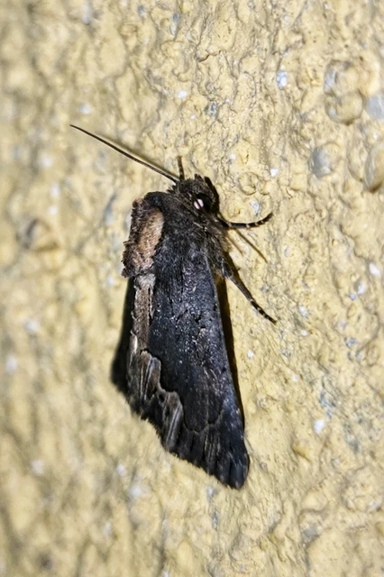 Dypterygia scabriuscula - szurokbarna nyáribagoly