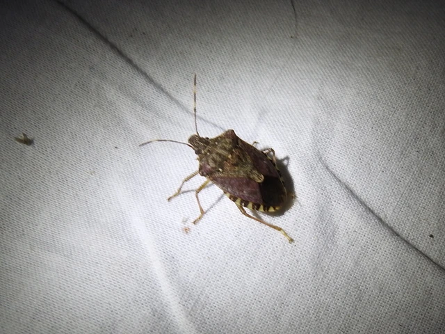 Halyomorpha halys - ázsiai márványospoloska