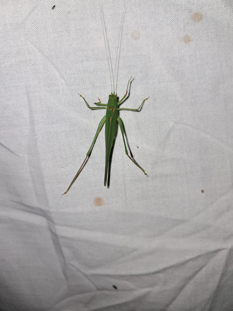 Phaneroptera nana - pontozott repülőszöcske
