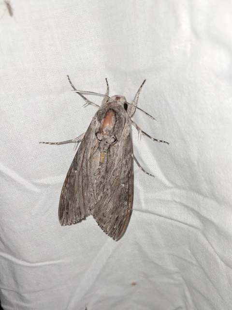 Agrius convolvuli - szulákszender