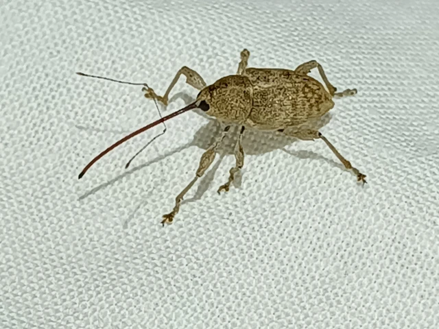 Curculio elephas - gesztenyezsuzsóka Curculio elephas - gesztenyezsuzsóka