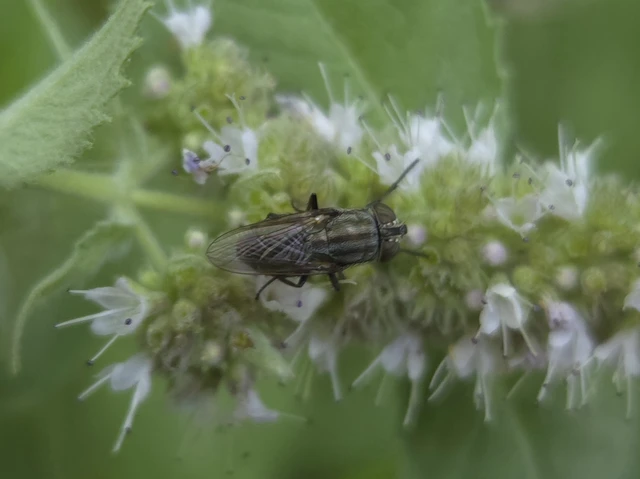 Stomorhina lunata - sáskaparazita légy Stomorhina lunata - sáskaparazita légy