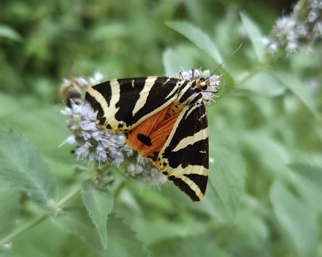 Euplagia quadripunctaria - csíkos medvelepke Euplagia quadripunctaria - csíkos medvelepke