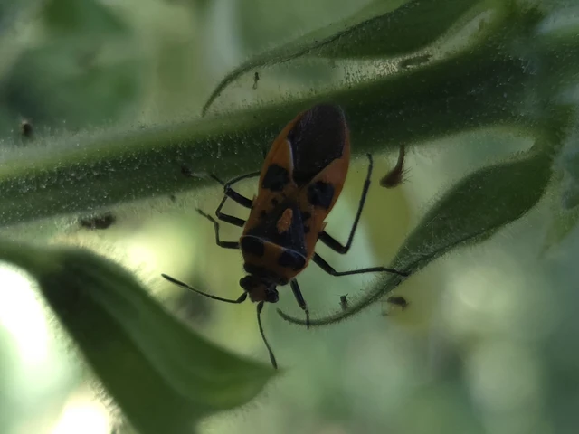 Corizus hyoscyami - piros karimáspoloska Corizus hyoscyami - piros karimáspoloska