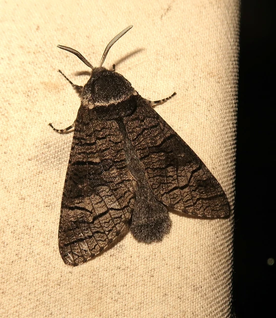 Acossus terebra - nyárfarontólepke