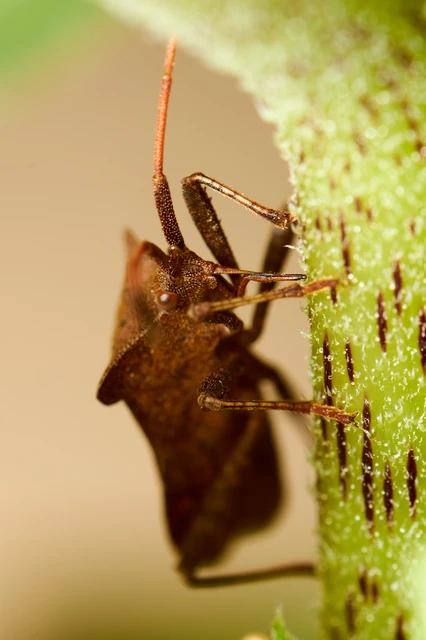 Coreus marginatus - közönséges karimáspoloska