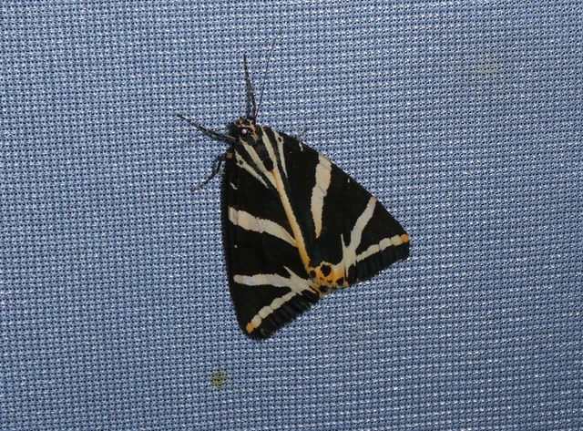 Euplagia quadripunctaria - csíkos medvelepke Euplagia quadripunctaria - csíkos medvelepke
