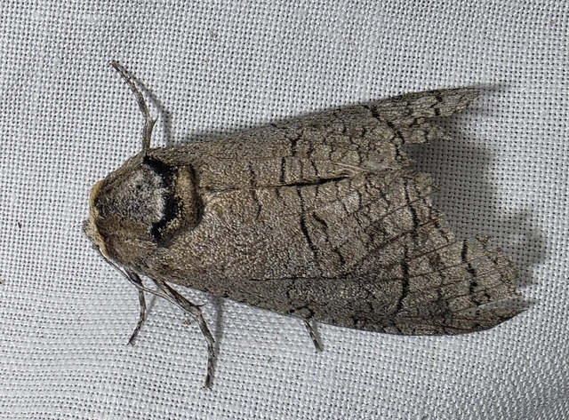 Cossus cossus - fűzfarontólepke